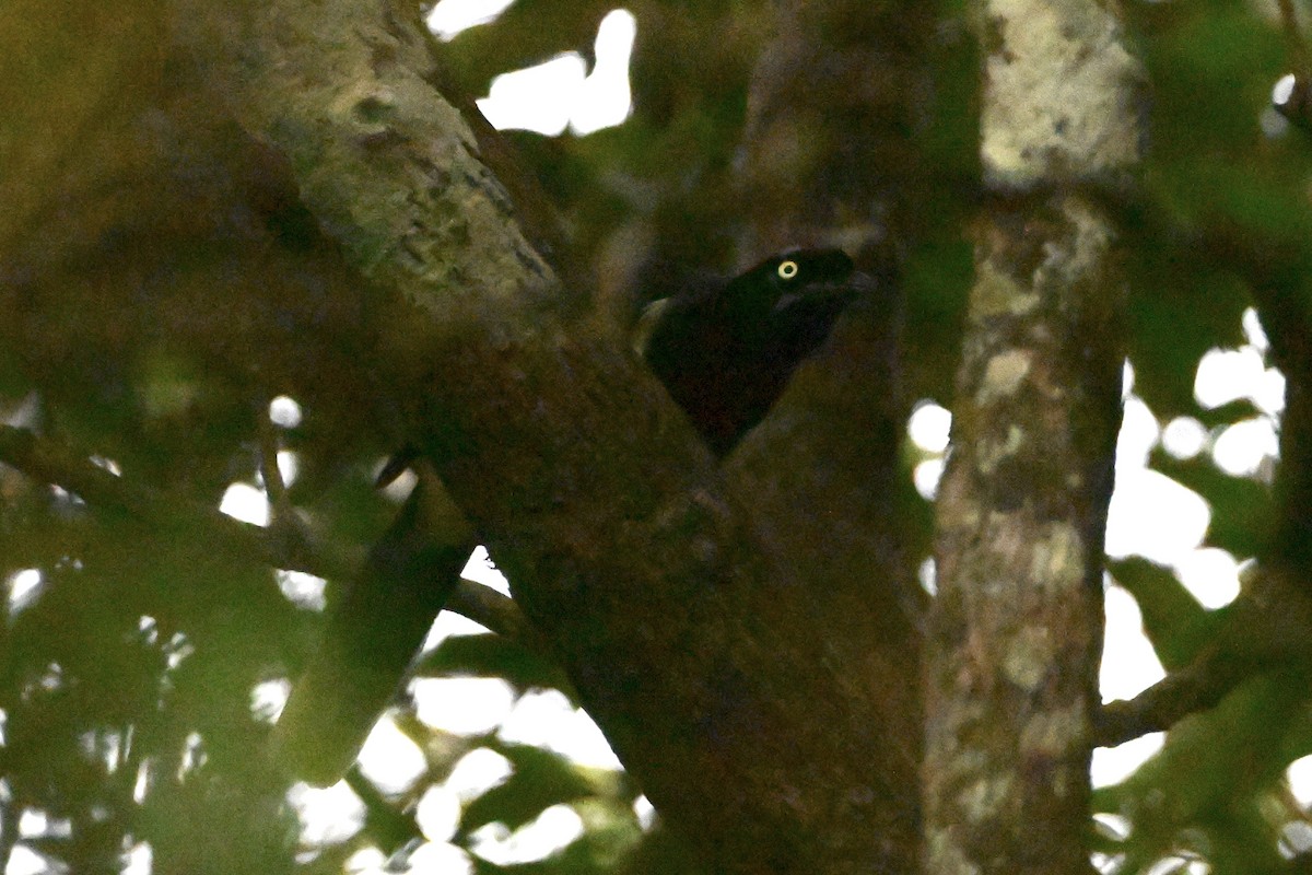 Kara Göğüslü Mavi Karga - ML646867945