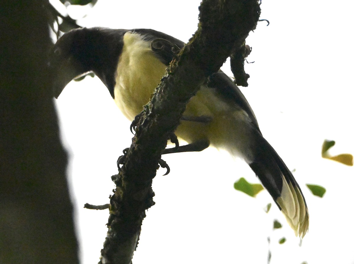 Kara Göğüslü Mavi Karga - ML646867946