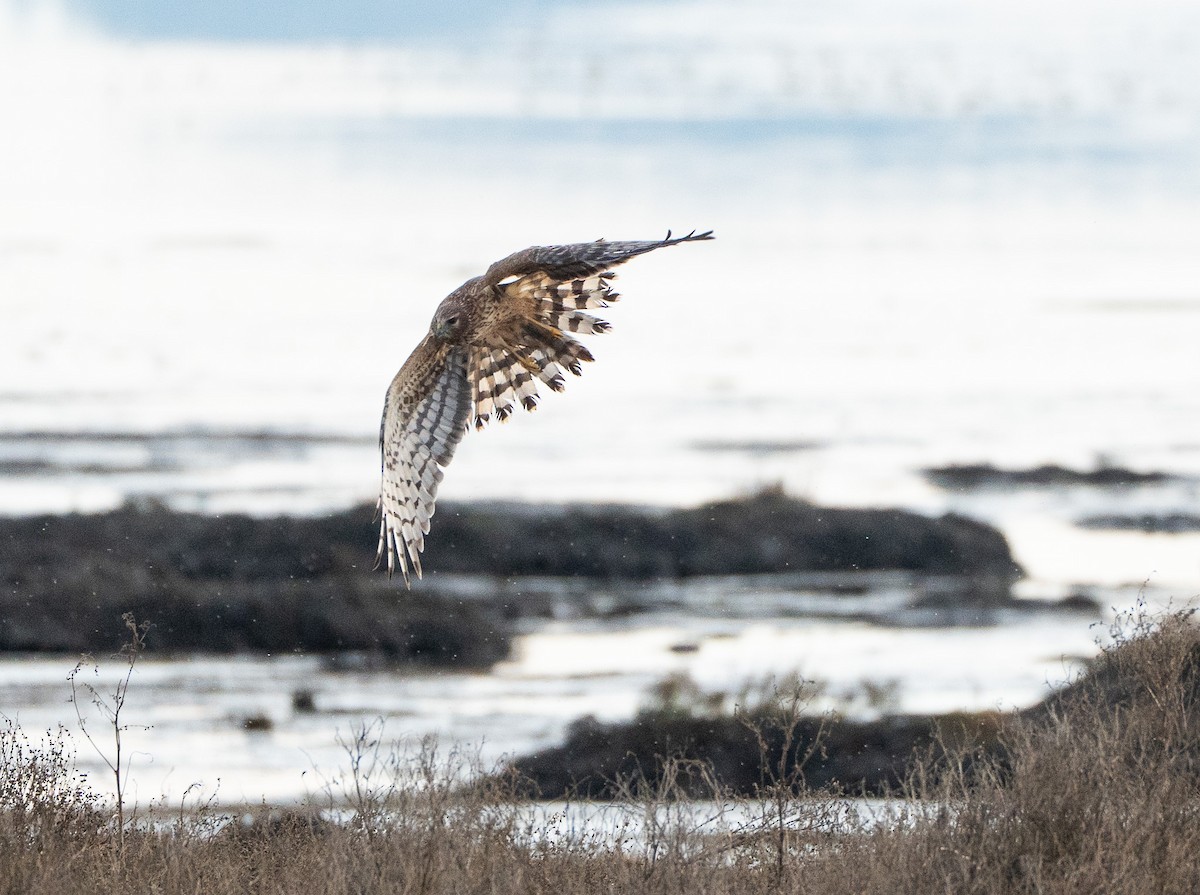 moták severoamerický - ML646867950