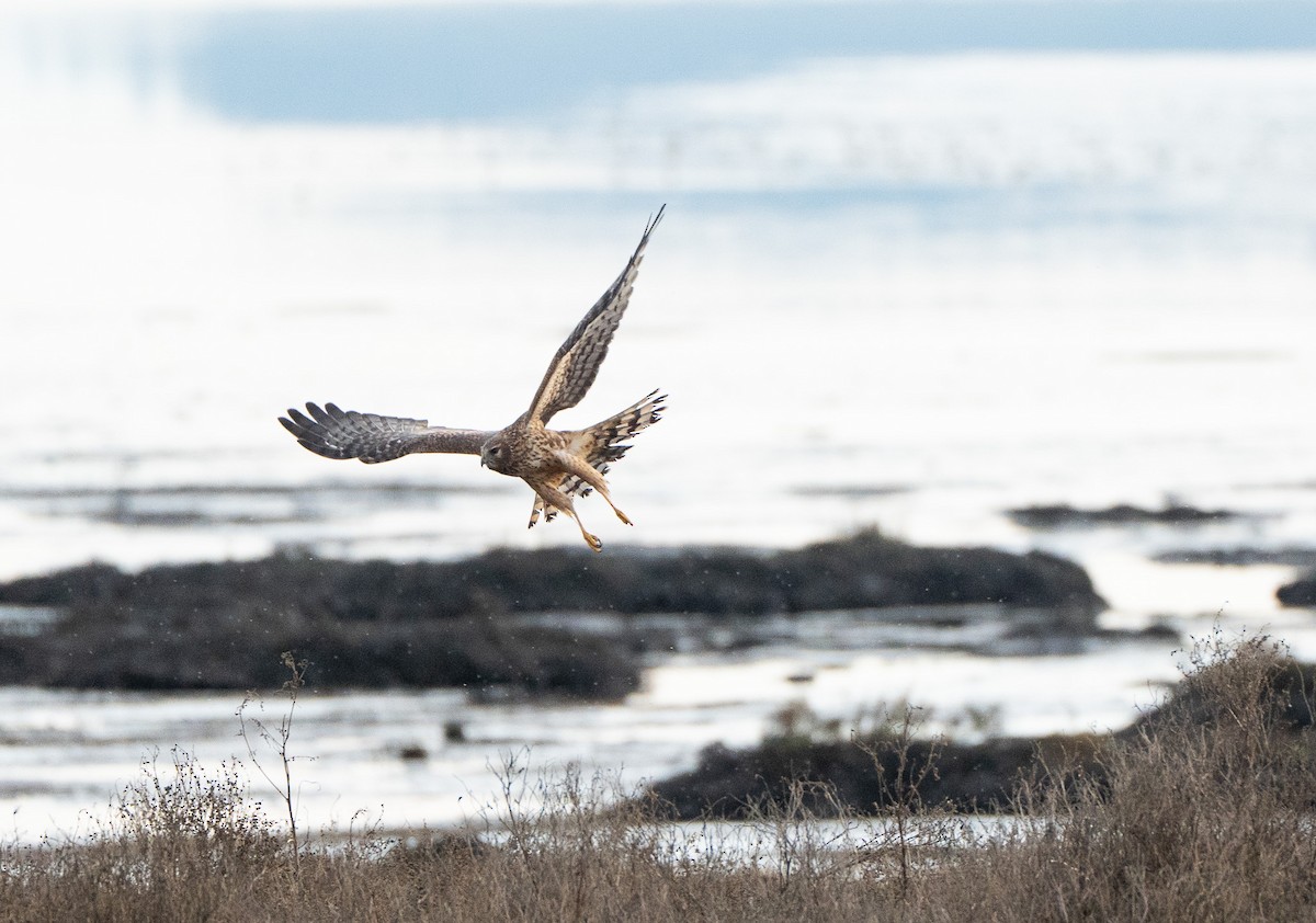 moták severoamerický - ML646867954