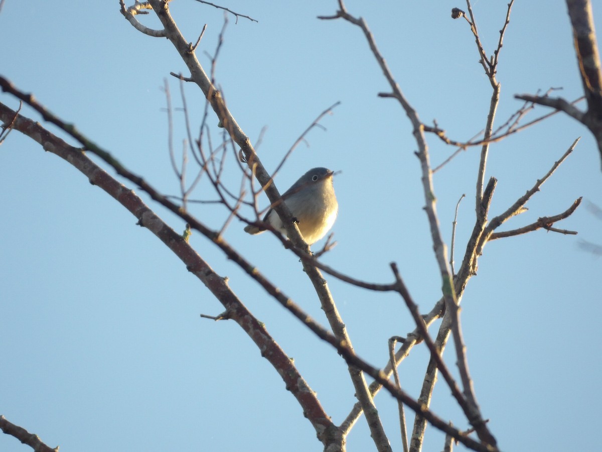 Blue-gray Gnatcatcher - ML646867956