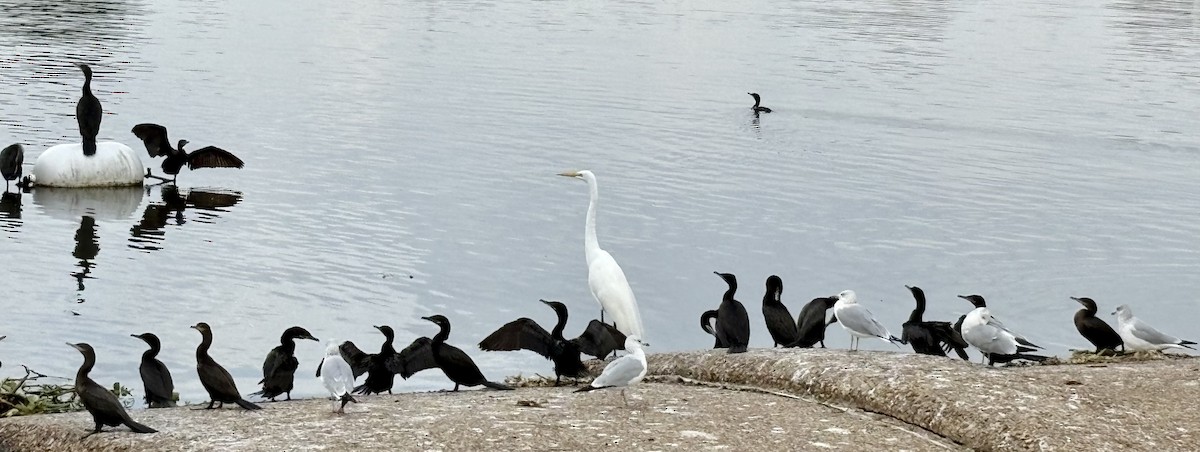 Neotropic Cormorant - ML646867958