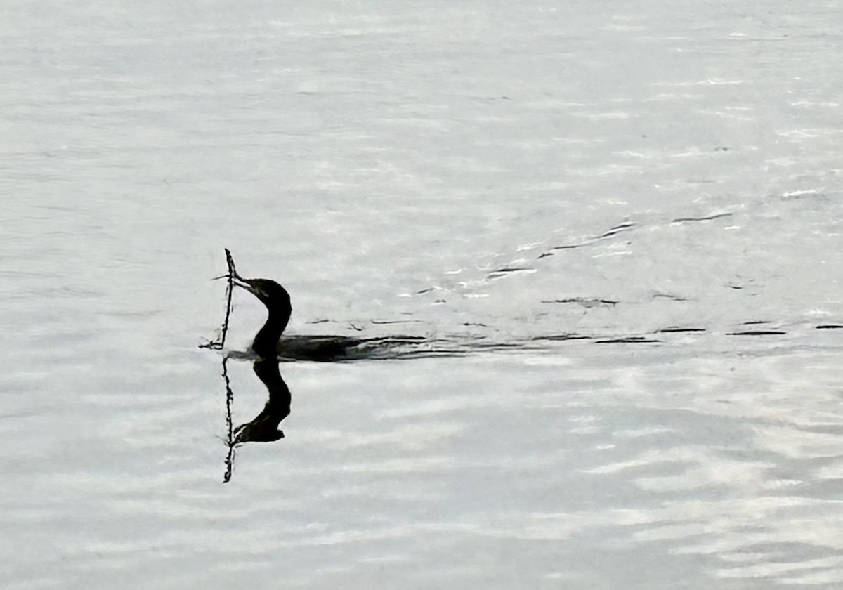 Neotropic Cormorant - ML646867959