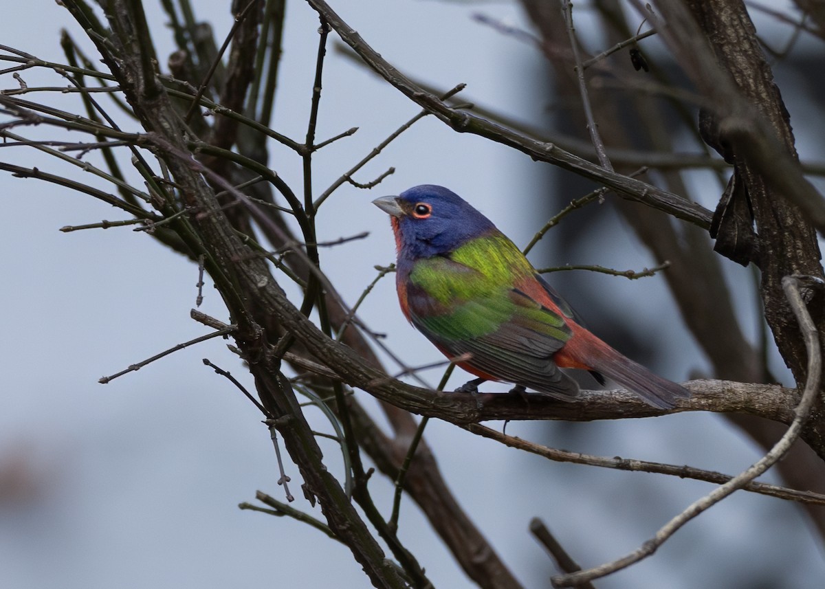 Papstfink - ML646867960