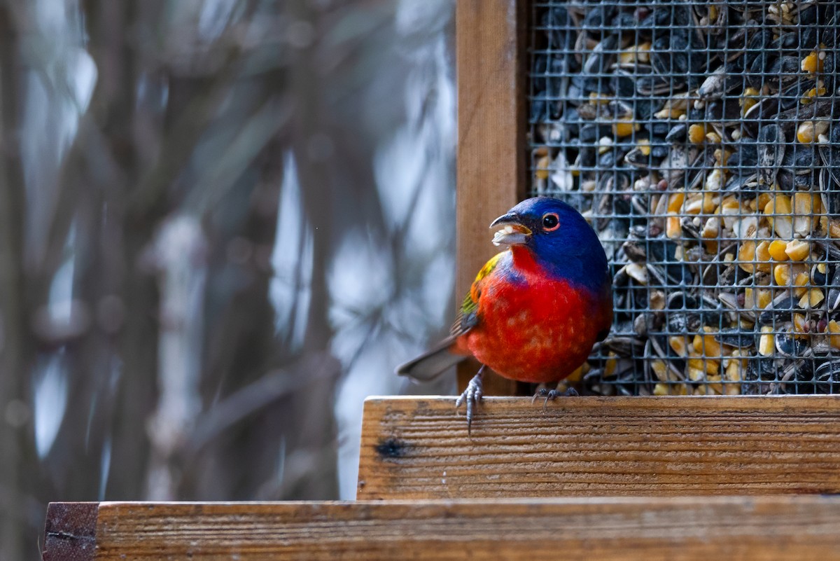 Papstfink - ML646867961