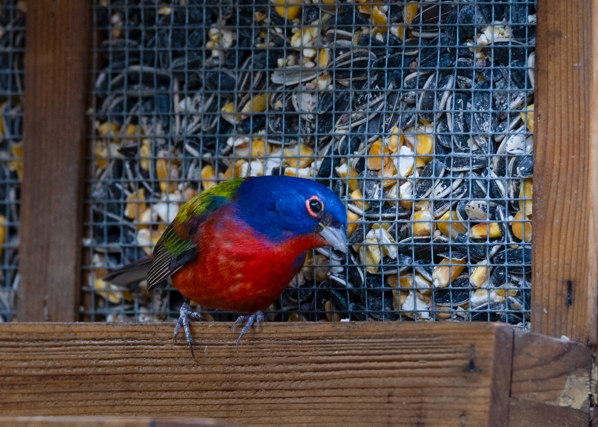 Papstfink - ML646867967