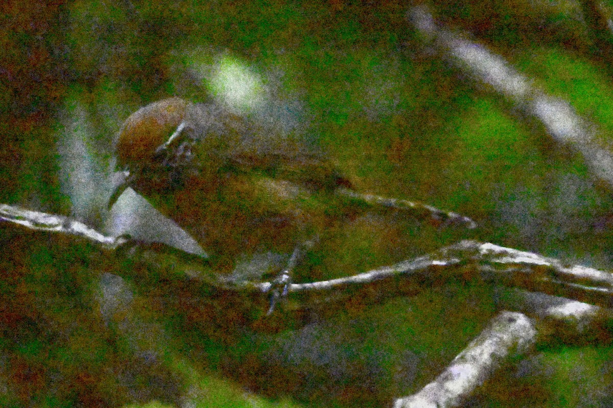 Kızıl Göğüslü Çıtkuşu - ML646867970