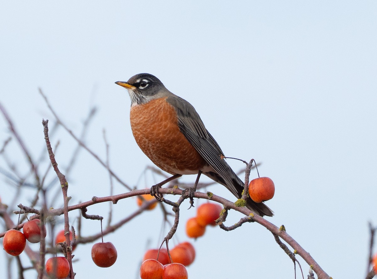 drozd stěhovavý - ML646867974