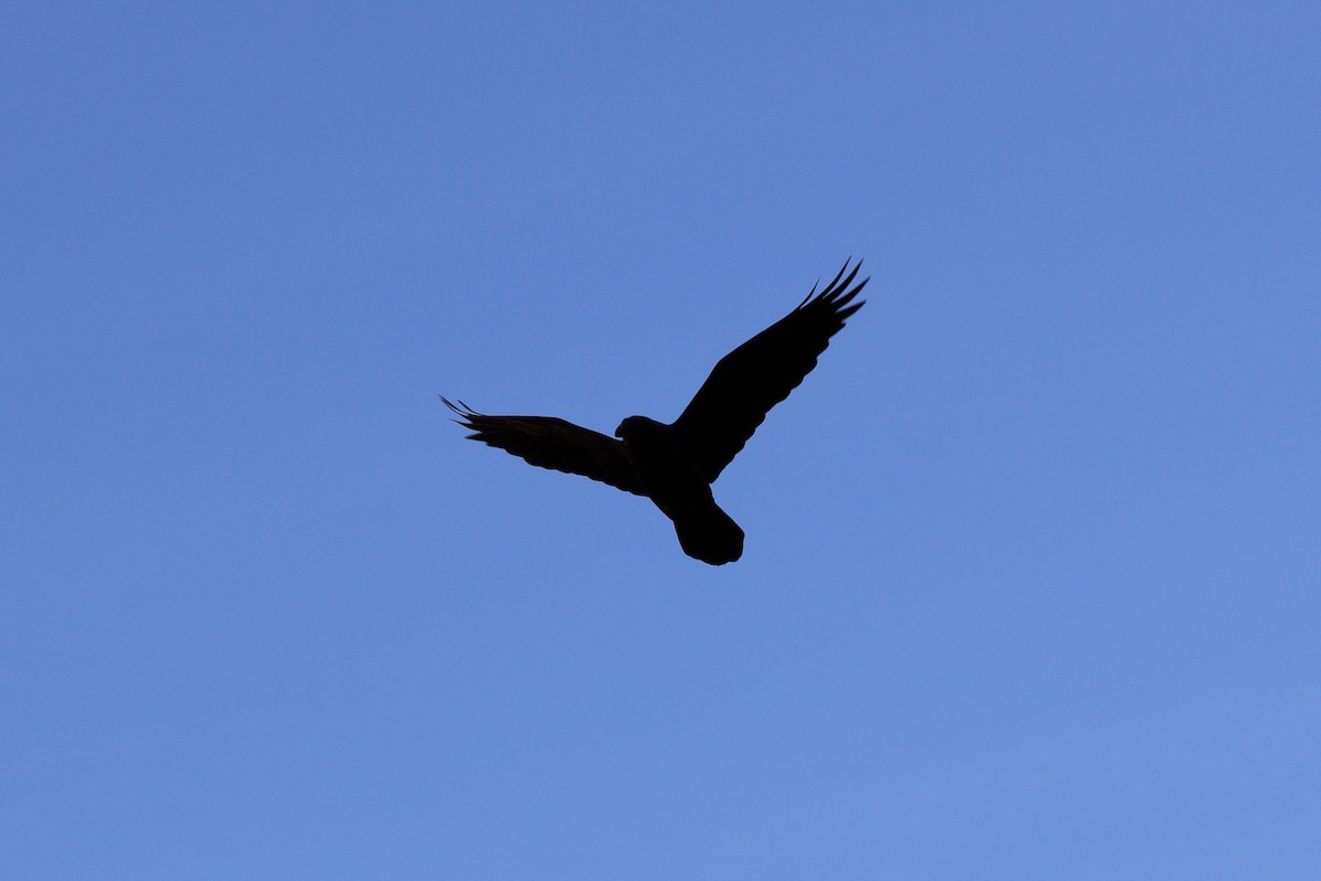 Common Raven - ML646867976