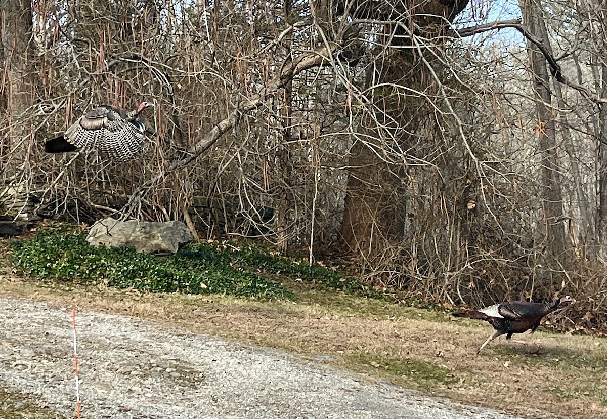 シチメンチョウ - ML646867977