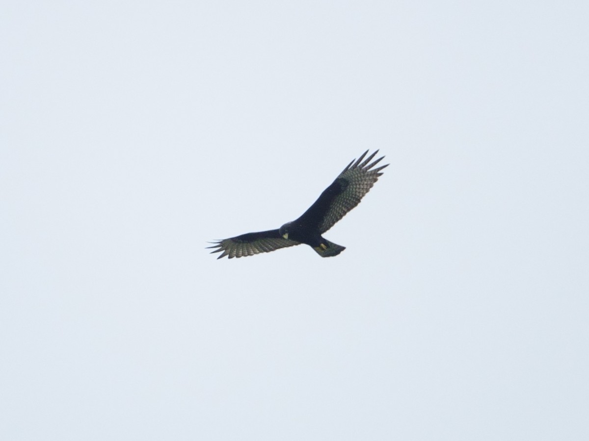 Zone-tailed Hawk - ML646867978