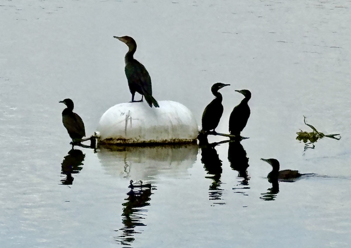 Neotropic Cormorant - ML646867985