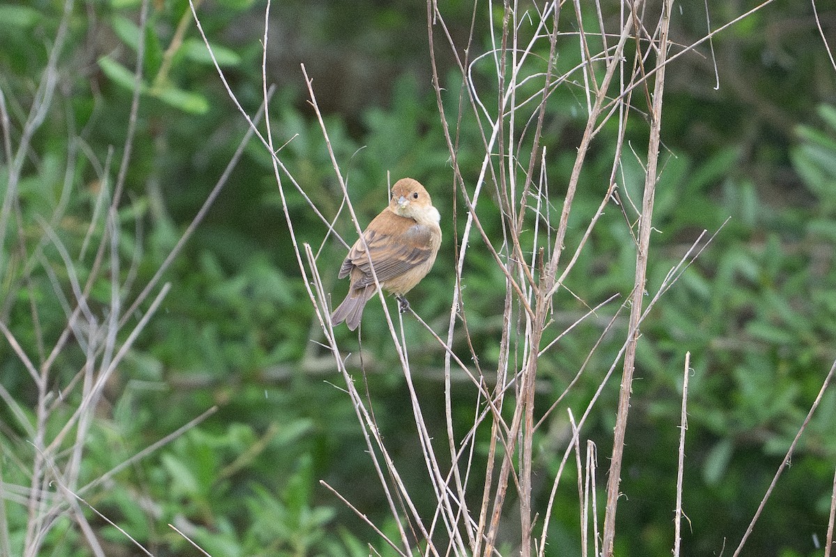 Индиговый колорин - ML646867992