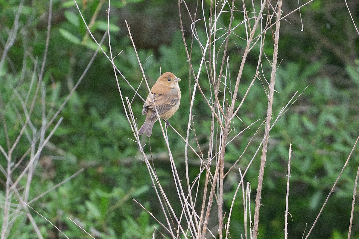 Indigo Bunting - ML646867993