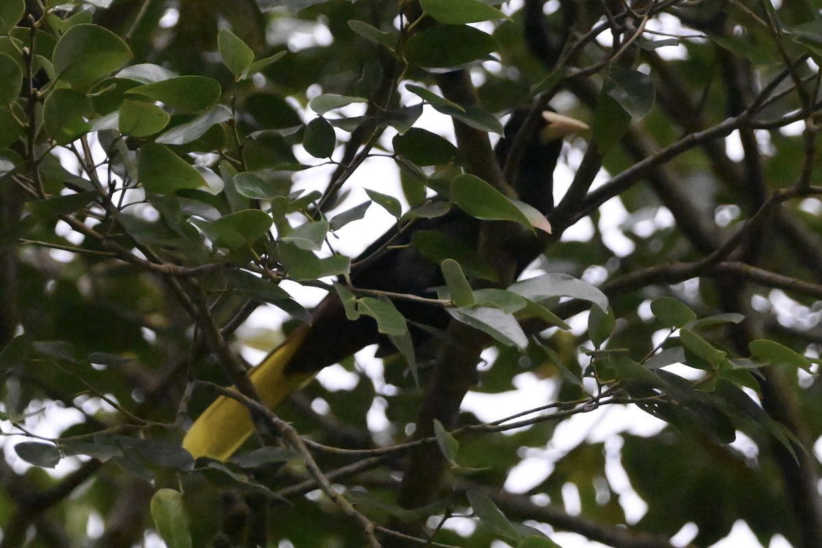 Tepeli Oropendula - ML646867994