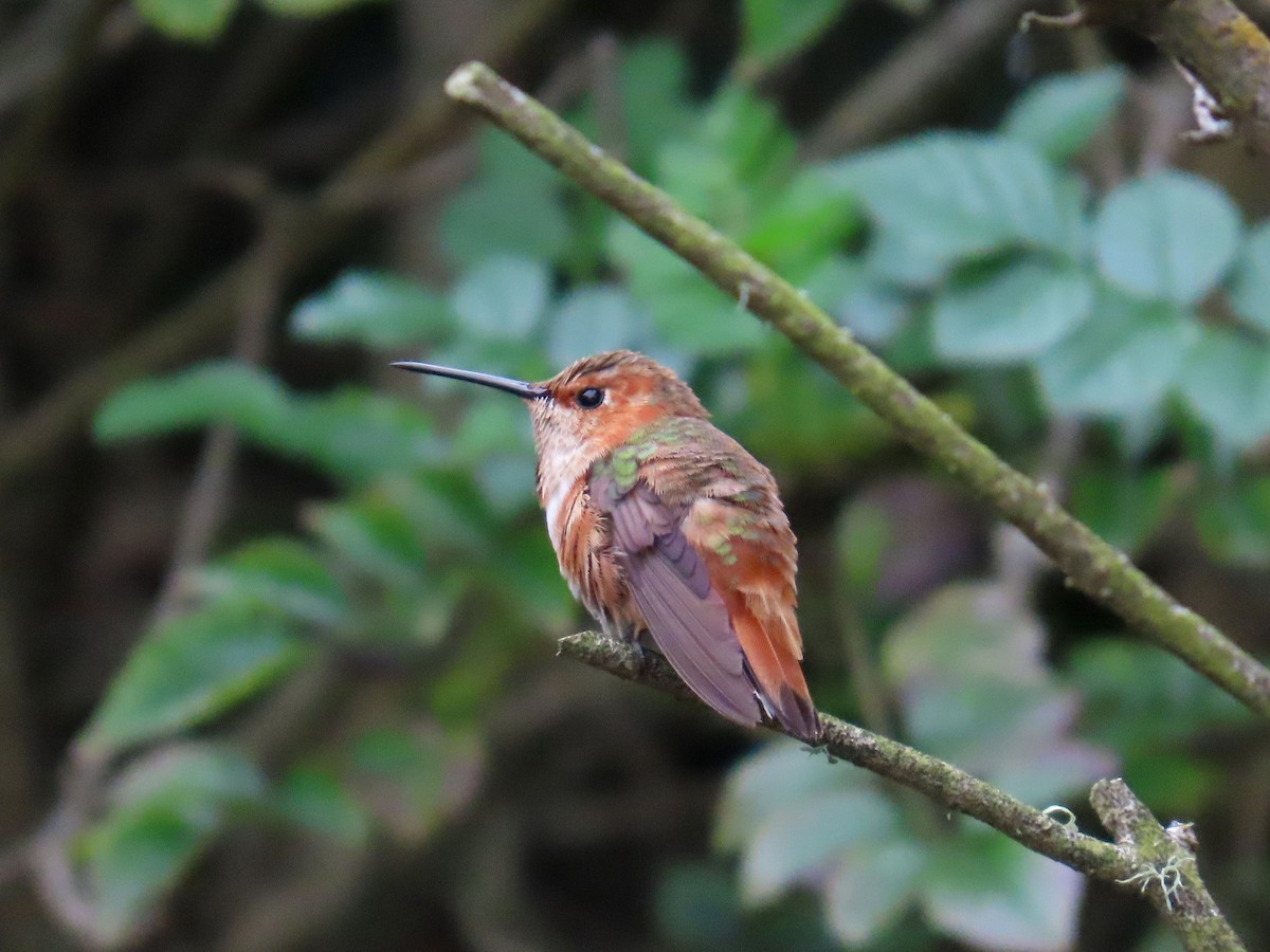 Rufous/Allen's Hummingbird - ML646867997