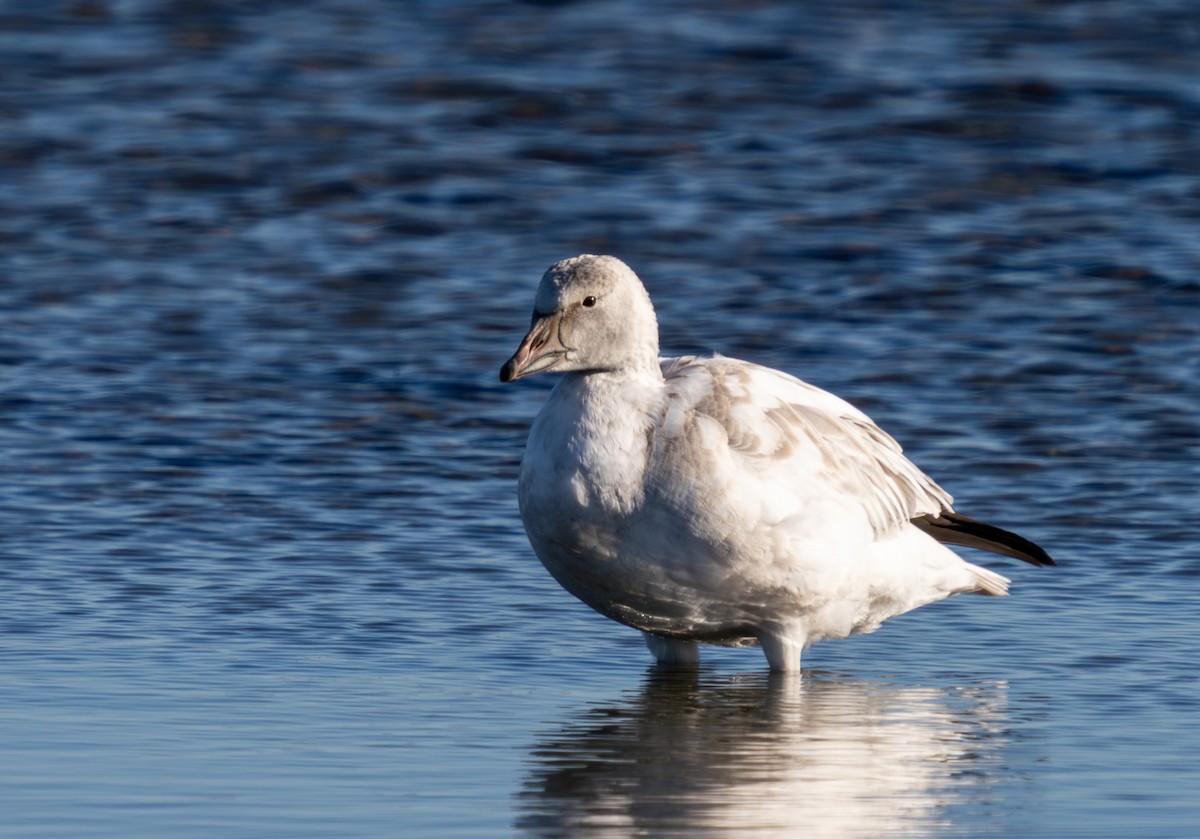 Цасны галуу - ML646867998