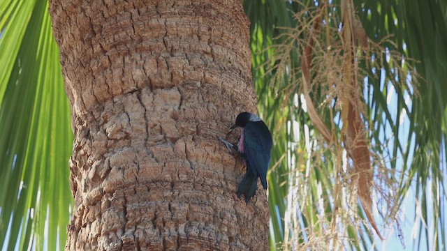Lewis's Woodpecker - ML646868004