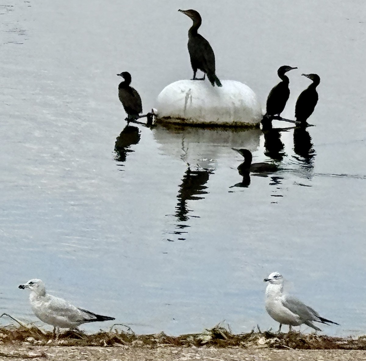 Neotropic Cormorant - ML646868005