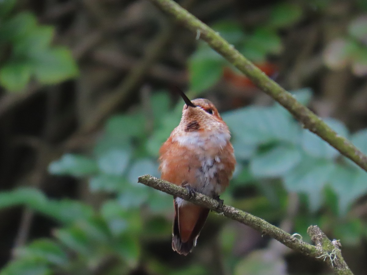 Rufous/Allen's Hummingbird - ML646868006