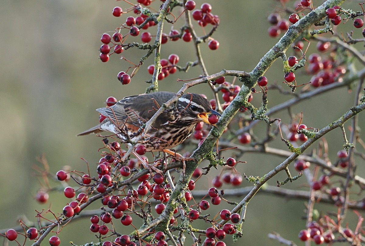 Дрізд білобровий - ML646868009