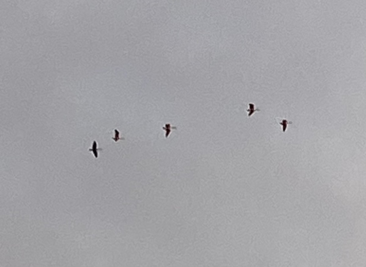 ミミヒメウ - ML646868012