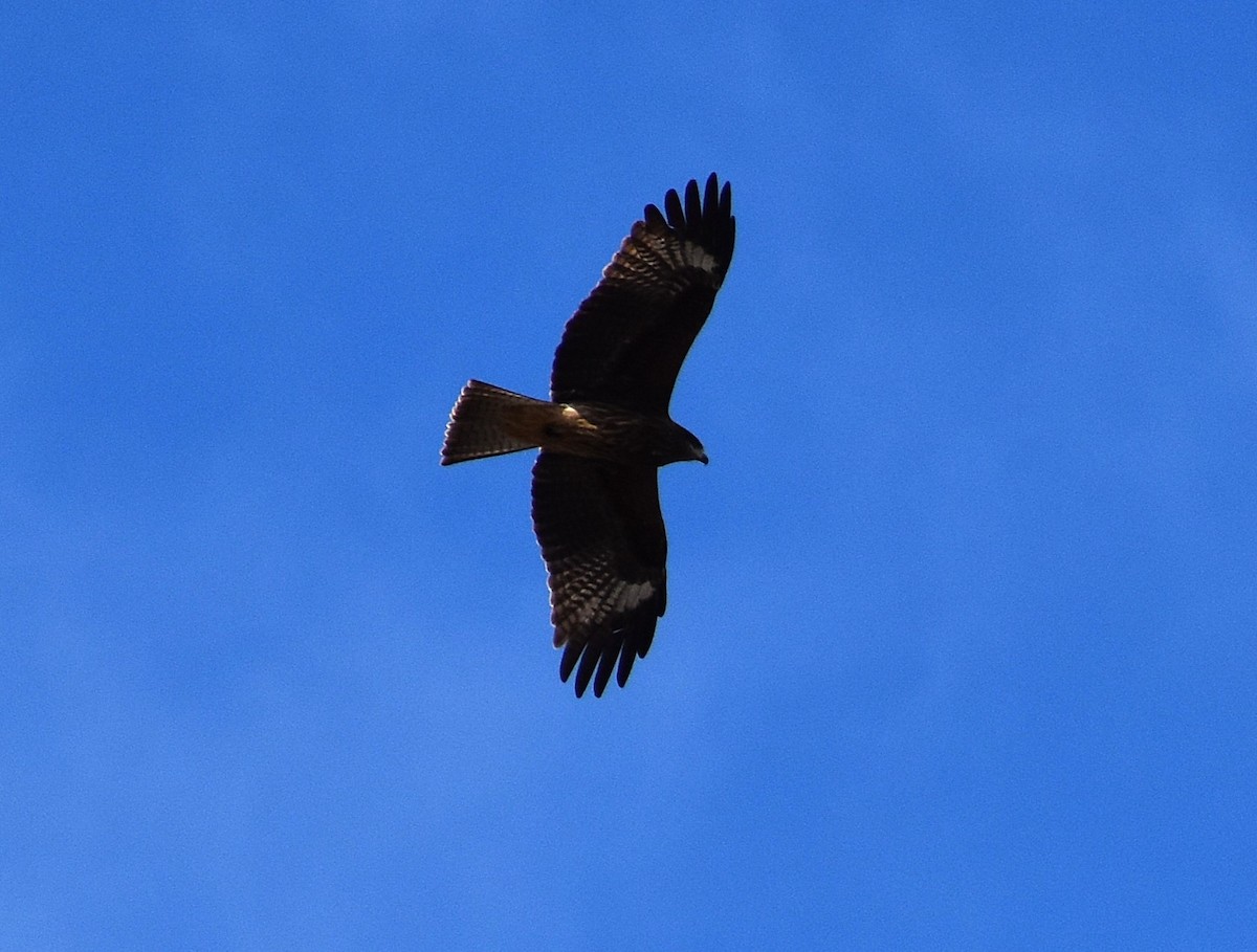 Black Kite (Black-eared) - ML646868013