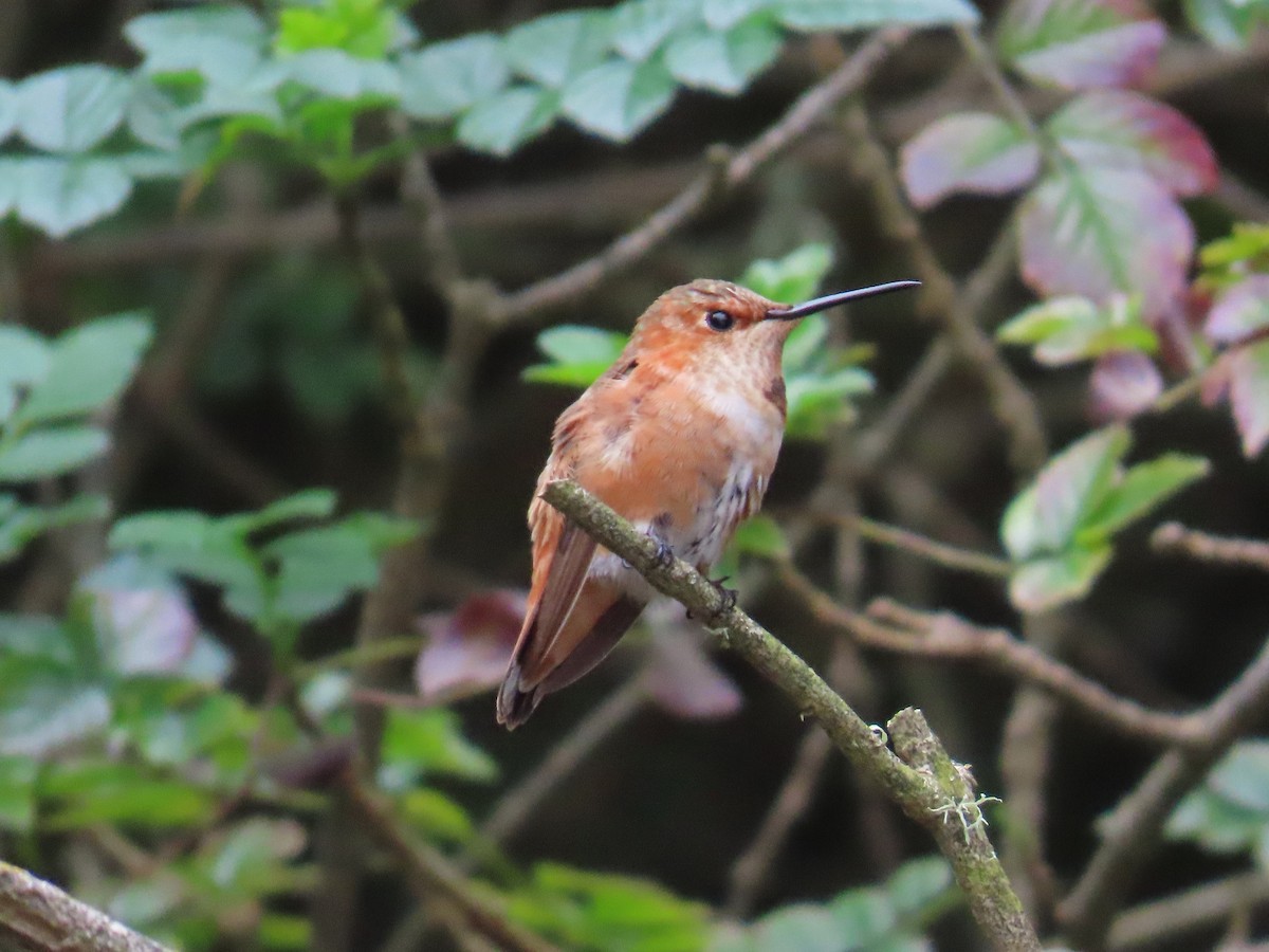 Rufous/Allen's Hummingbird - ML646868014