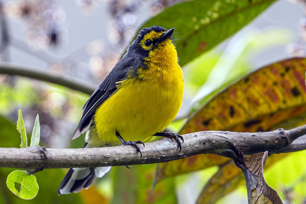 Spectacled Redstart - ML646868015