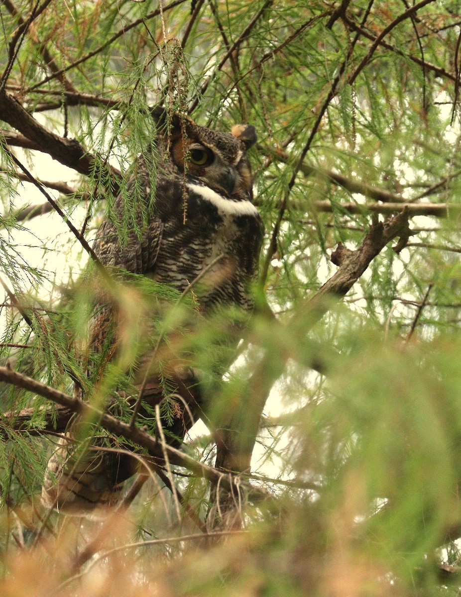 Great Horned Owl - ML646868016