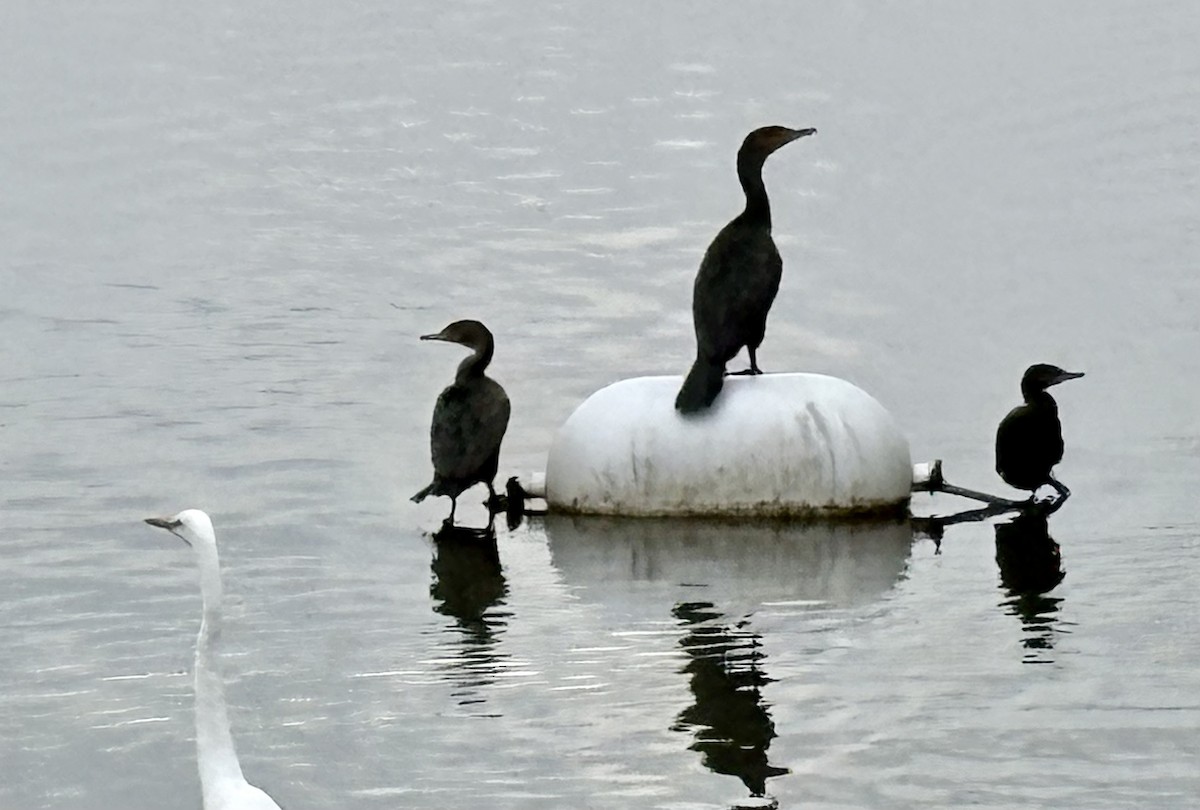 Neotropic Cormorant - ML646868017