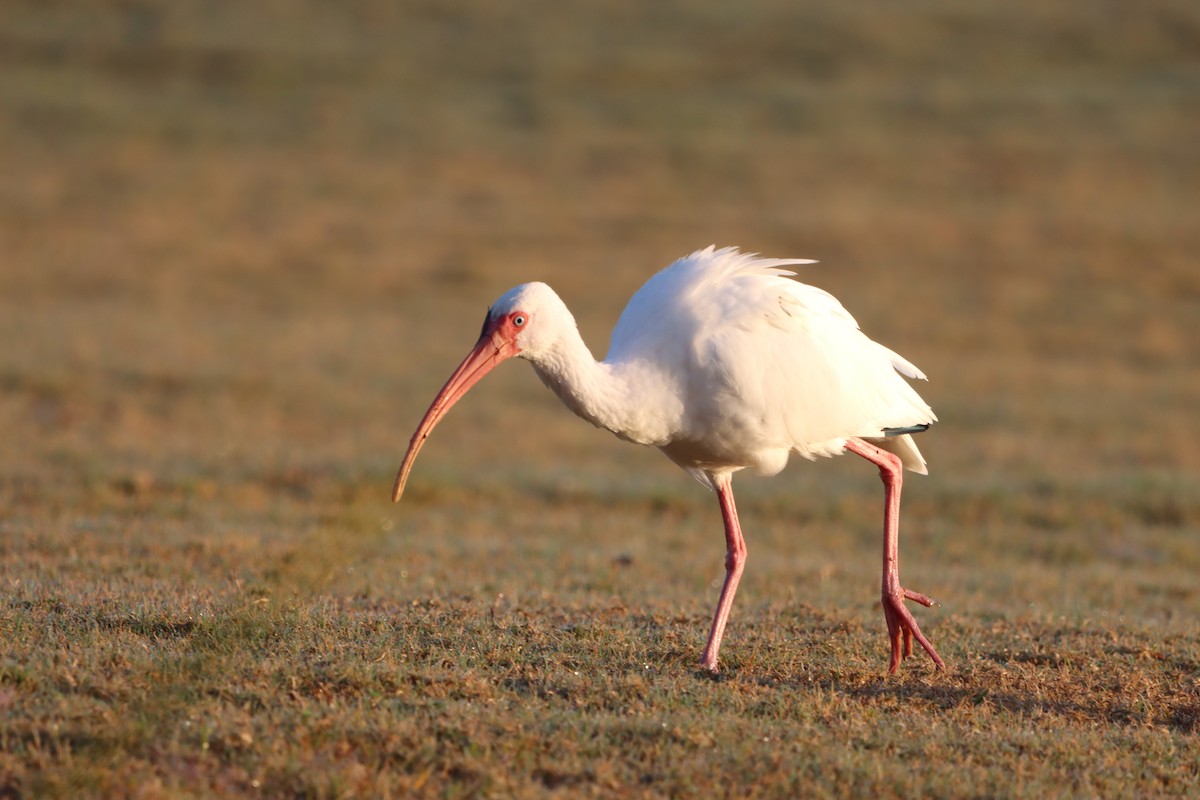 White Ibis - ML646868018