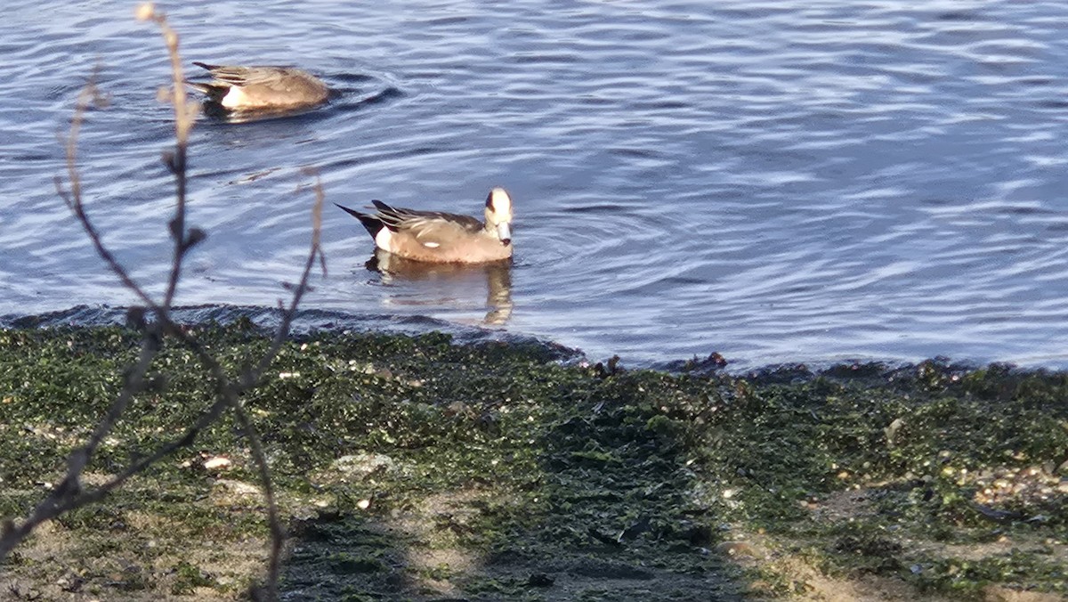 Silbón Americano - ML646868019