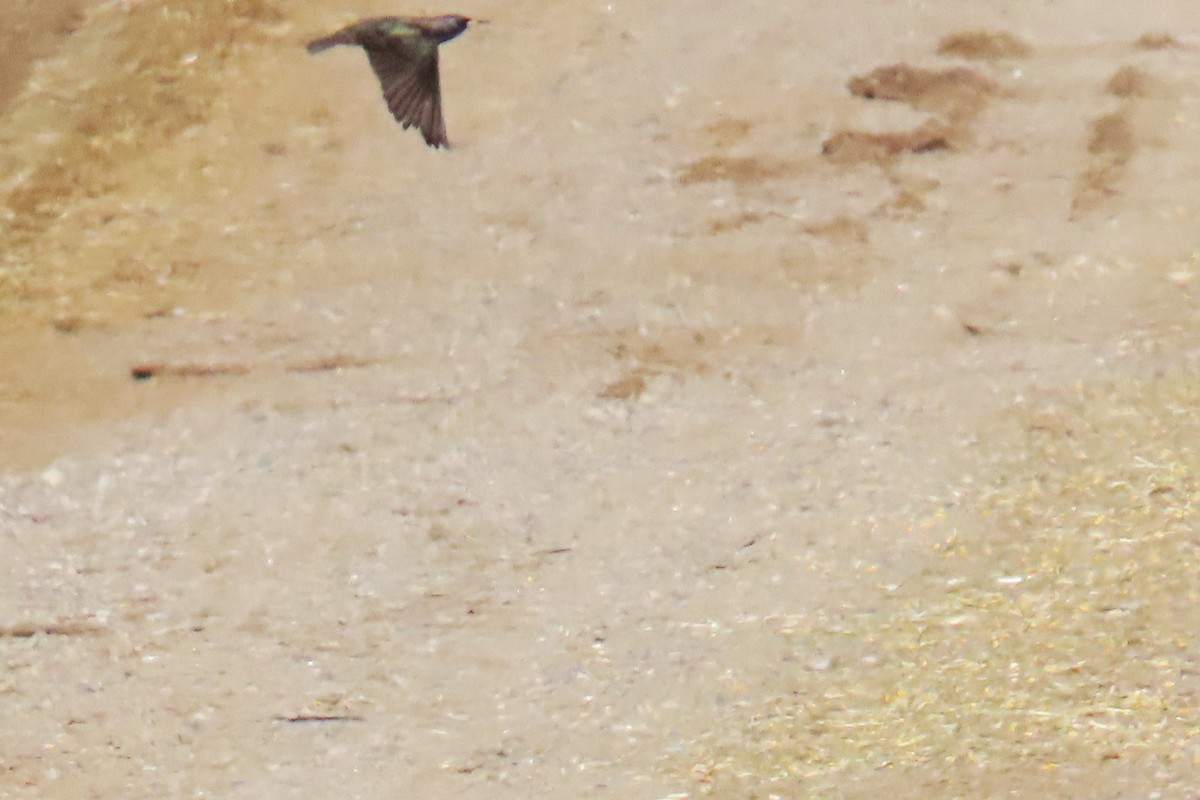 European Starling - ML646868022