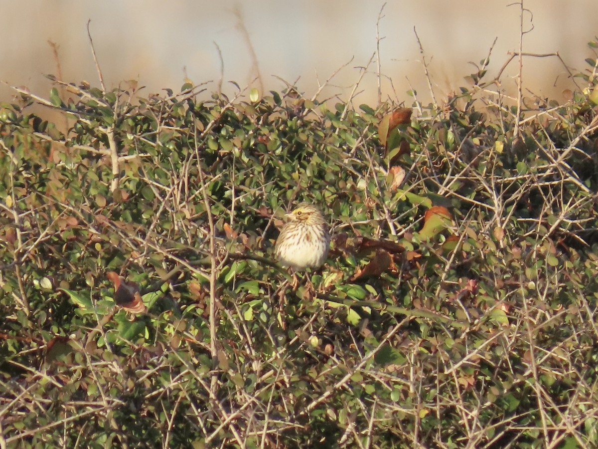 Savannah Sparrow (Savannah) - ML646868028