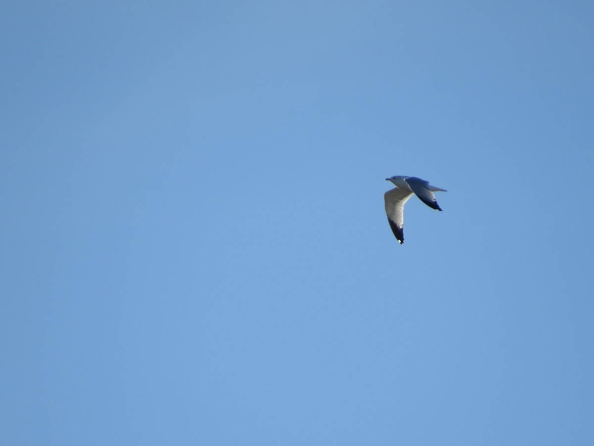 Ringschnabelmöwe - ML646868029