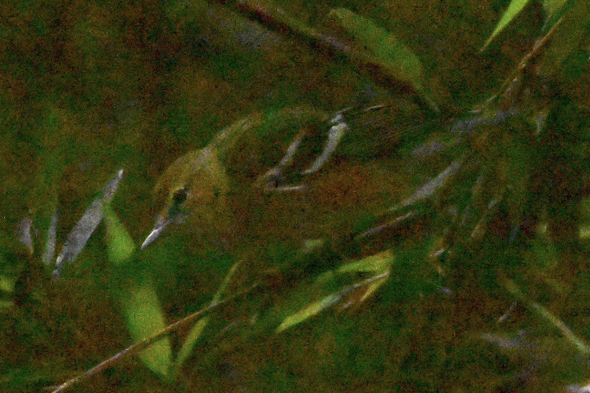 Kestane Gerdanlı Ötleğen - ML646868030