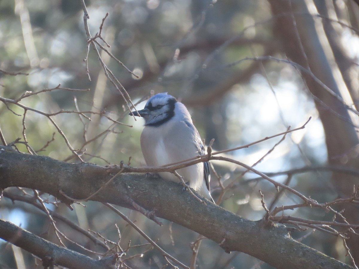 Blue Jay - ML646868031