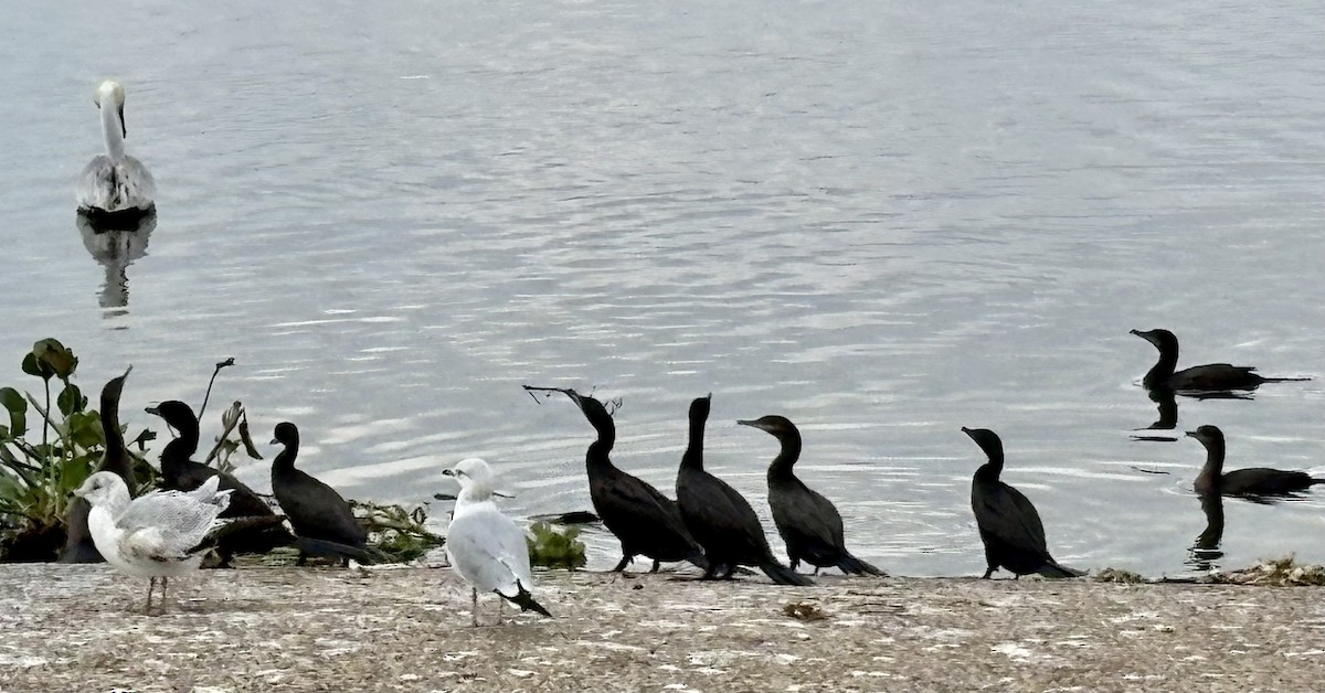 Neotropic Cormorant - ML646868032