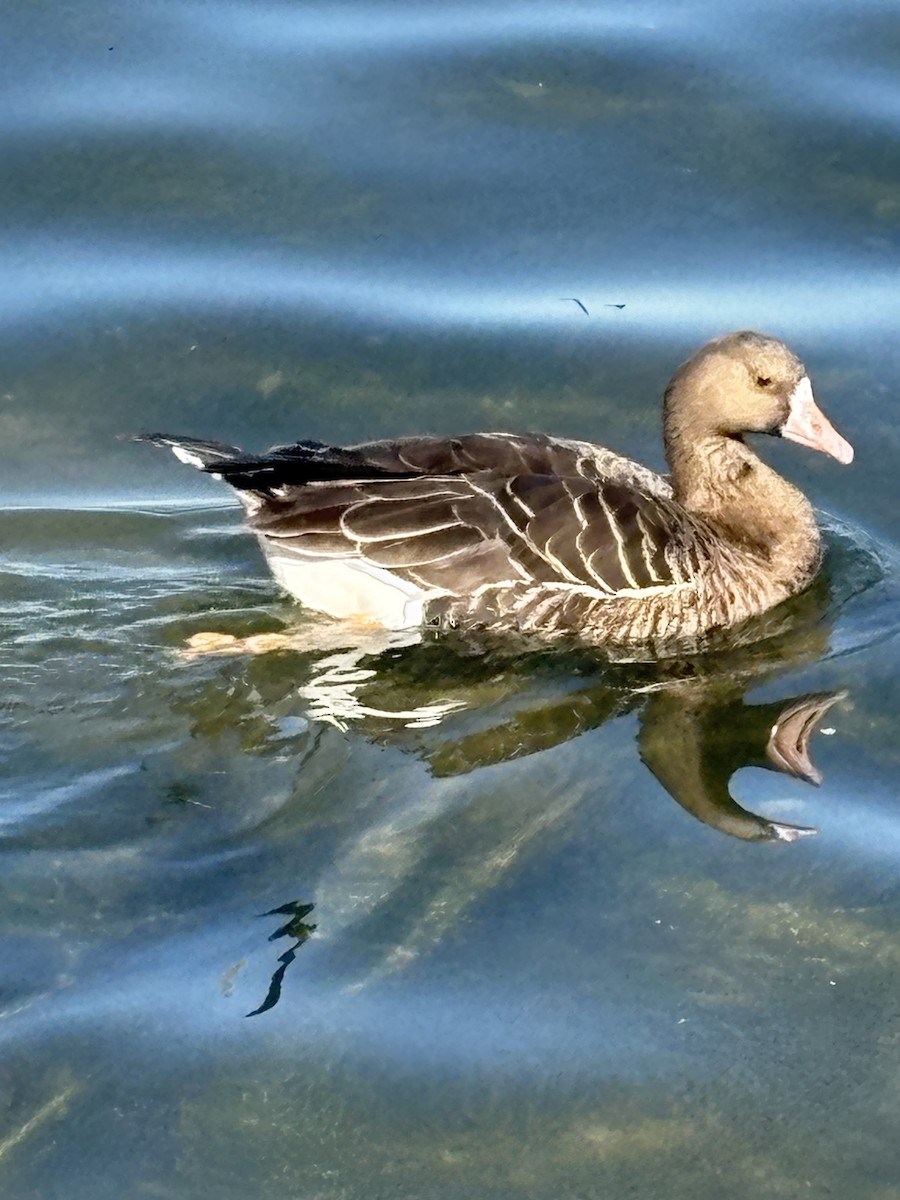 Greater White-fronted Goose - ML646868036