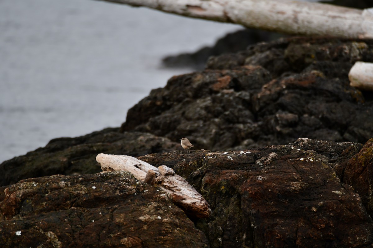 Rock Wren - ML646868037