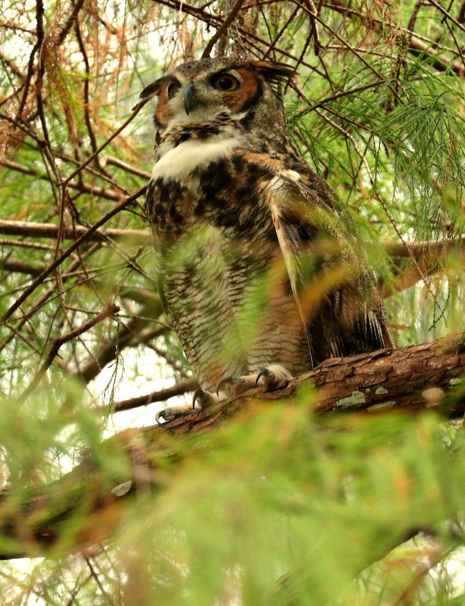 Great Horned Owl - ML646868038