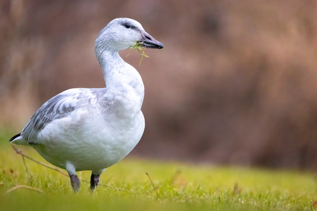 Snow Goose - ML646868039