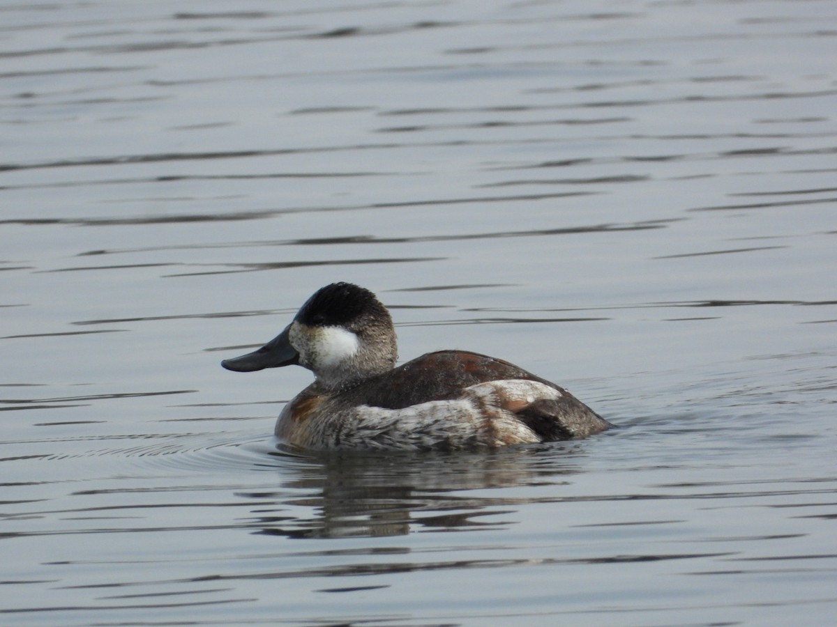 Савка американська - ML646868040