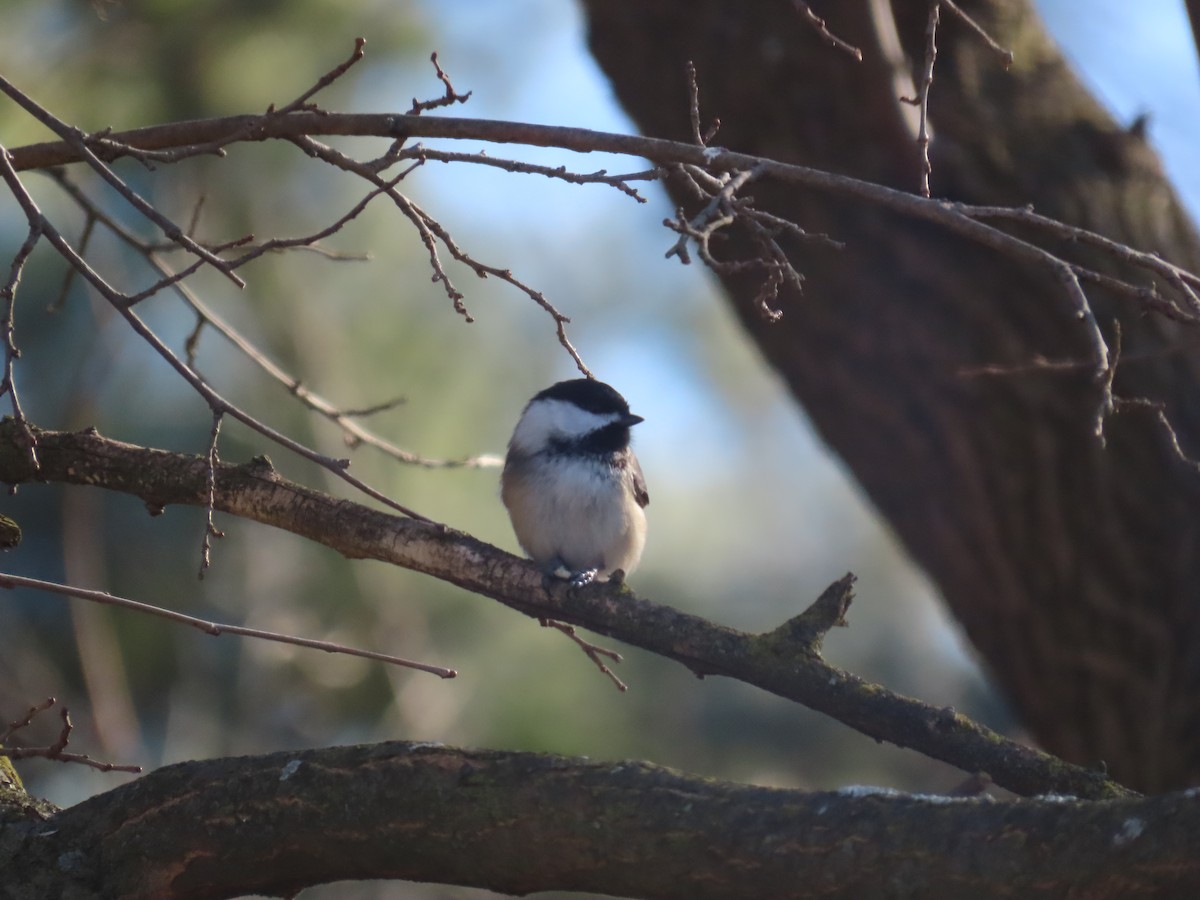 Black-capped Chickadee - ML646868041