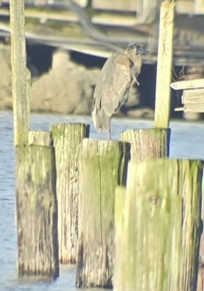 Garza Azulada - ML646868043