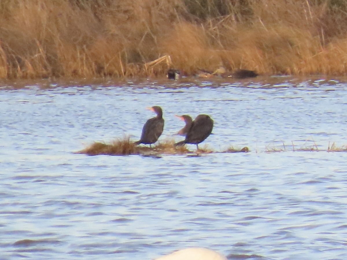 Double-crested Cormorant - ML646868044
