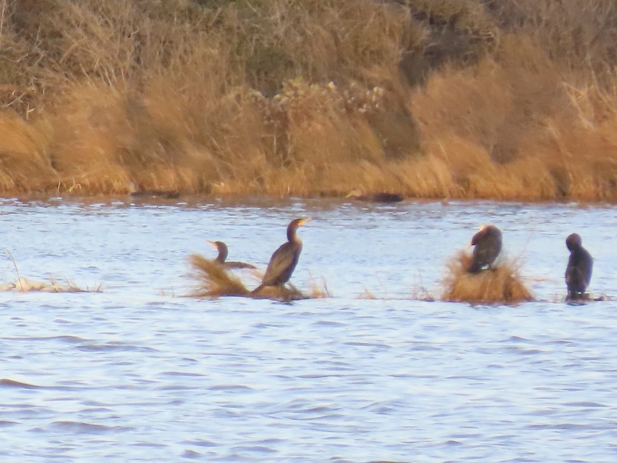 Double-crested Cormorant - ML646868045