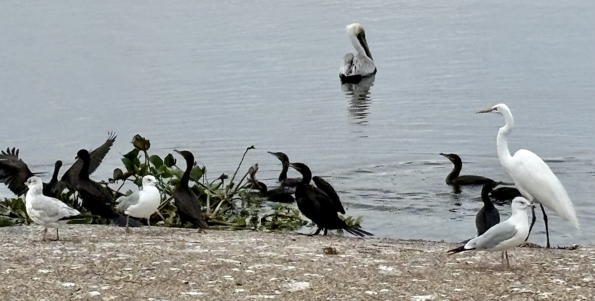 Great Egret - ML646868048