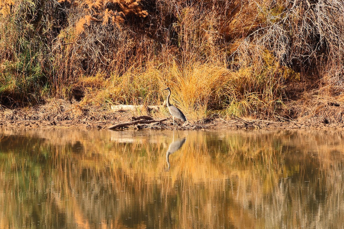 Great Blue Heron - ML646868050